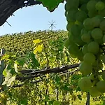 Glanz Und Gloria: Tranquil Vineyard With Scenic Views