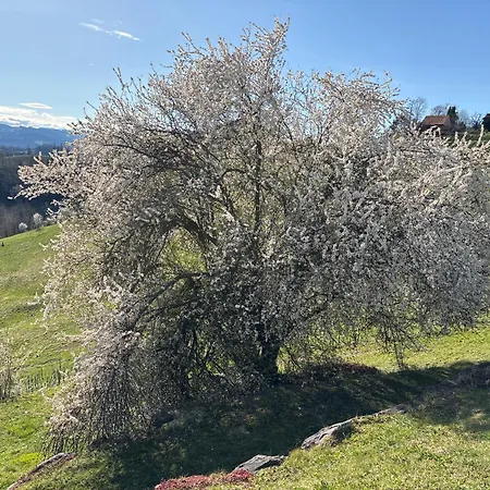 Glanz Und Gloria: Tranquil Vineyard With Scenic Views