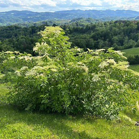 Glanz Und Gloria: Tranquil Vineyard With Scenic Views Apartment *