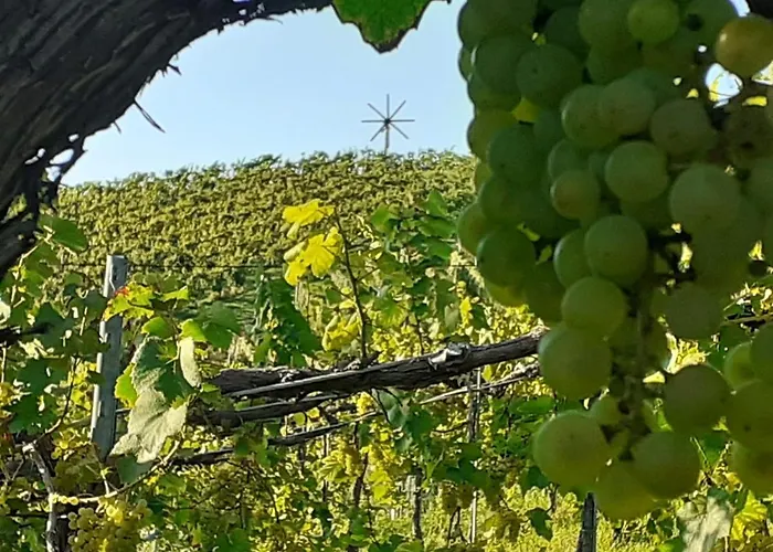 Glanz Und Gloria Weingartenapartment An Der Kellerstrasse, Viele Buschenschaenke, Sehr Ruhige Lage, Herrliche Aussicht!