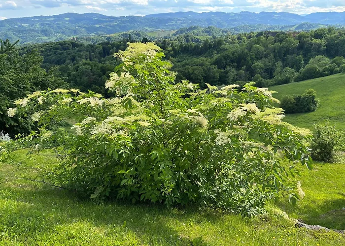 Glanz Und Gloria Weingartenapartment An Der Kellerstrasse, Viele Buschenschaenke, Sehr Ruhige Lage, Herrliche Aussicht! 公寓 *